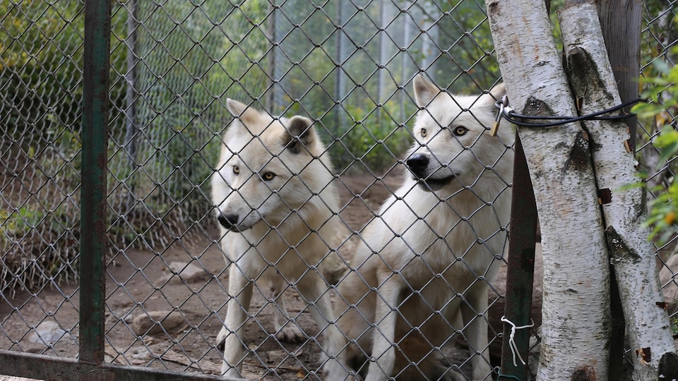 Deux coyotes dans un enclos.