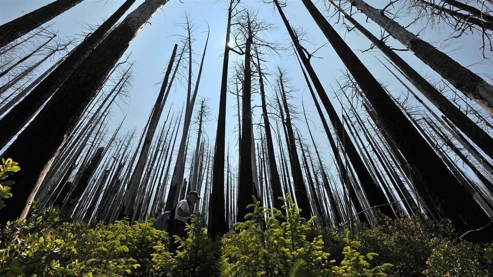 Arbres brûlés et régénération de la flore dix ans après un feu de forêt.