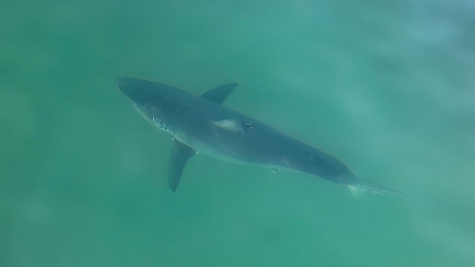 Un requin photographié en drone.
