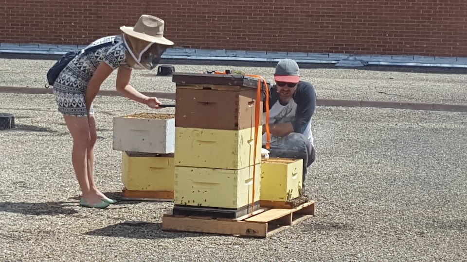 Un apiculteur explique les soins à apporter aux abeilles urbaines.