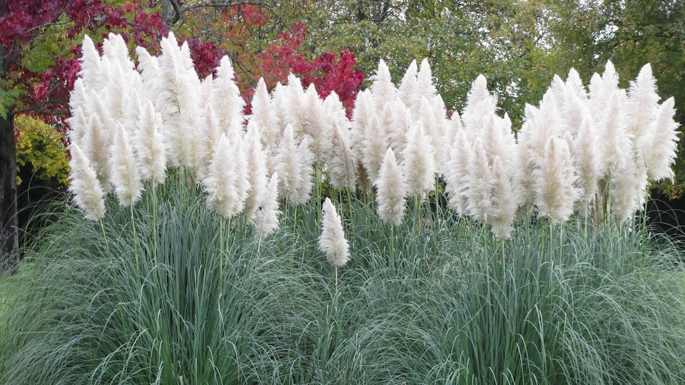 Beaucoup d'herbes vertes et blanches.