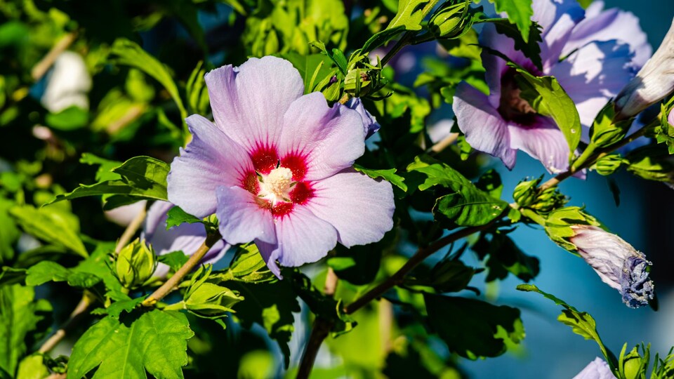 Un fleur d'hibiscus déploie toutes ses couleurs dans un jardin.
