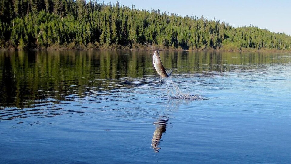 Un saumon saute hors de l'eau sur une rivière.