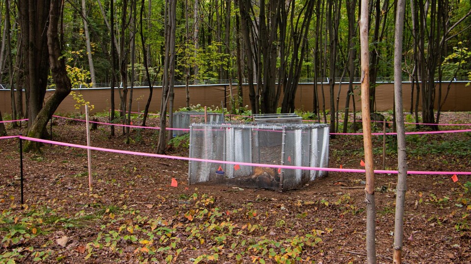 Des installations scientifiques dans un boisé.