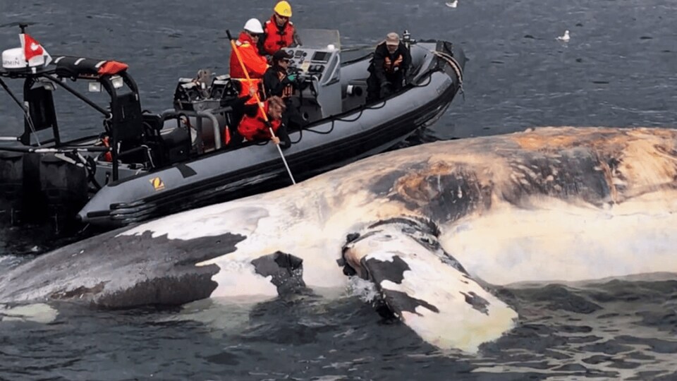 Une baleine noire trouvée morte dans le golfe du Saint-Laurent en 2017