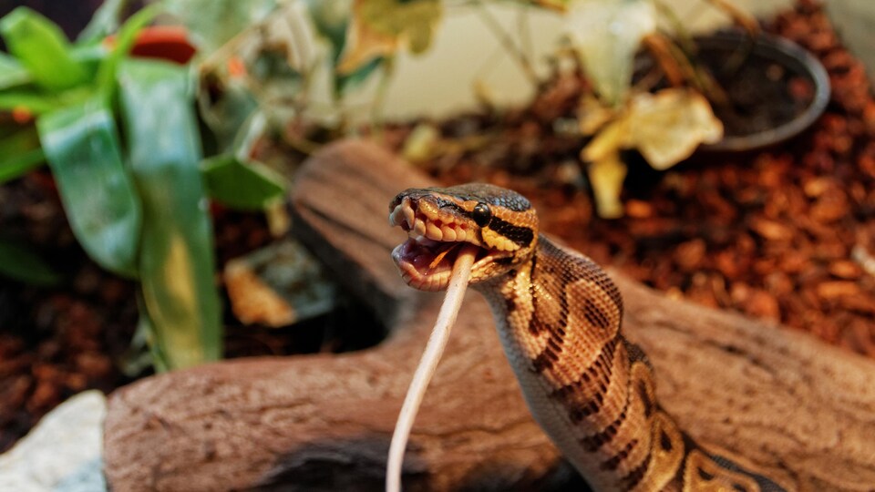 L’impressionnant système digestif des serpents