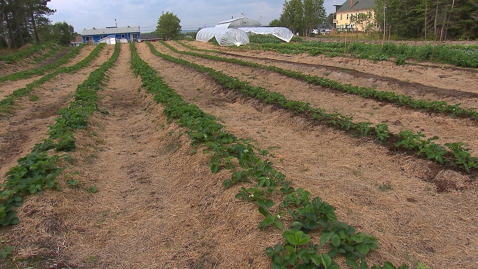 Les agriculteurs établis au nord du 50e parallèle peuvent maintenant profiter du Programme de crédit de taxesfoncières agricoles (PCTFA). Des fraisiers et autres plants cultivés aux serres de Colombier sur la Côte-Nord.