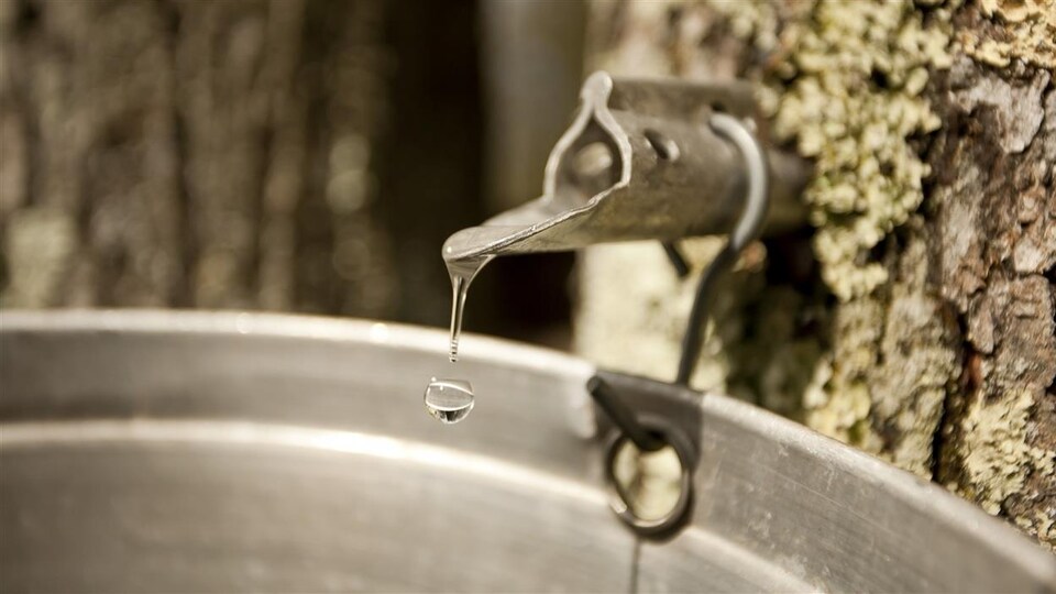 Goûte de sirop d'érable qui tombe dans une chaudière.