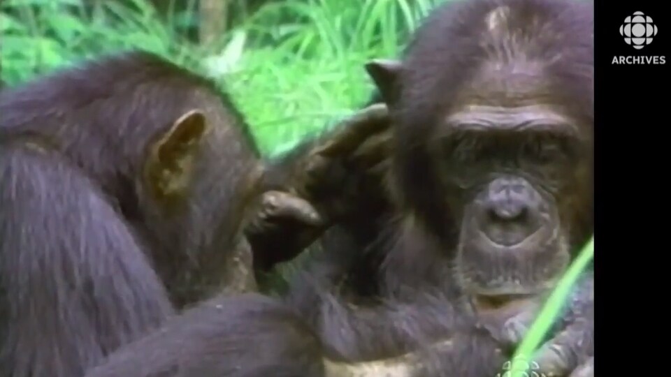 Deux chimpanzés sont en train de manger des herbes. 
