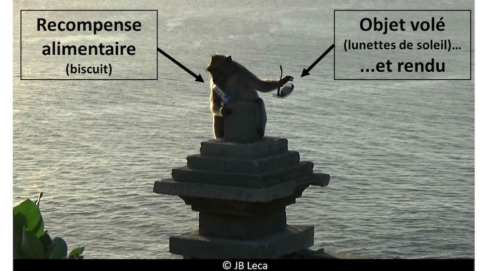 Un singe de Bali a volé des lunettes en échange d'un biscuit.