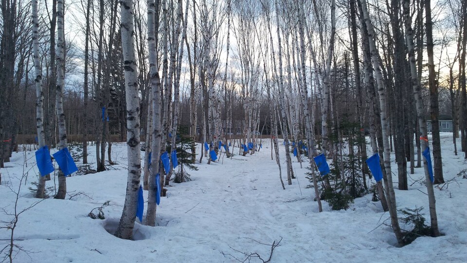 Des sacs de plastique bleu sont accrochés aux troncs de bouleaux dans une forêt enneigée.
