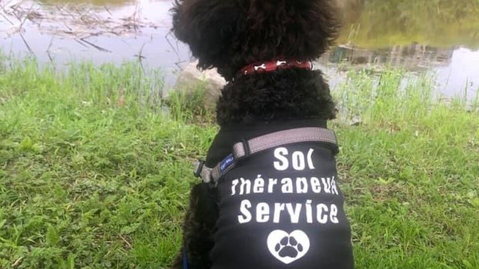 Le chien, vêtu d'un dossard « thérapeute en service », nous fait dos.