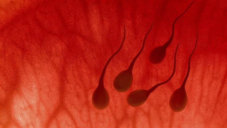 Des spermatozoïdes