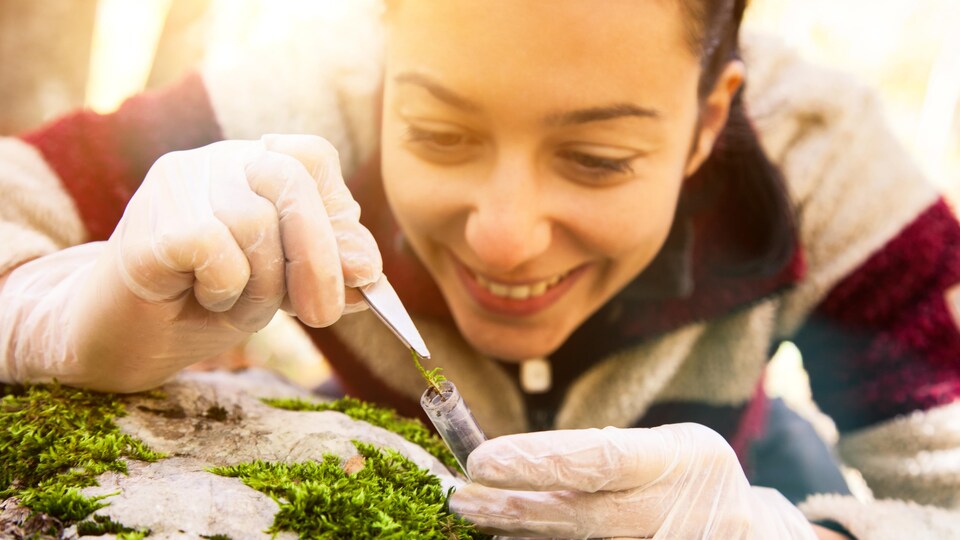 L'Université Laval propose un nouveau programme de recheche dans le milieu forestier "Silva21" qui vise à améliorer les pratiques sylvicoles et de mieux les adapter aux nouvelles réalités environnementales et climatiques. Une jeune chercheuse collige des données sur une roche avec de la mousse.