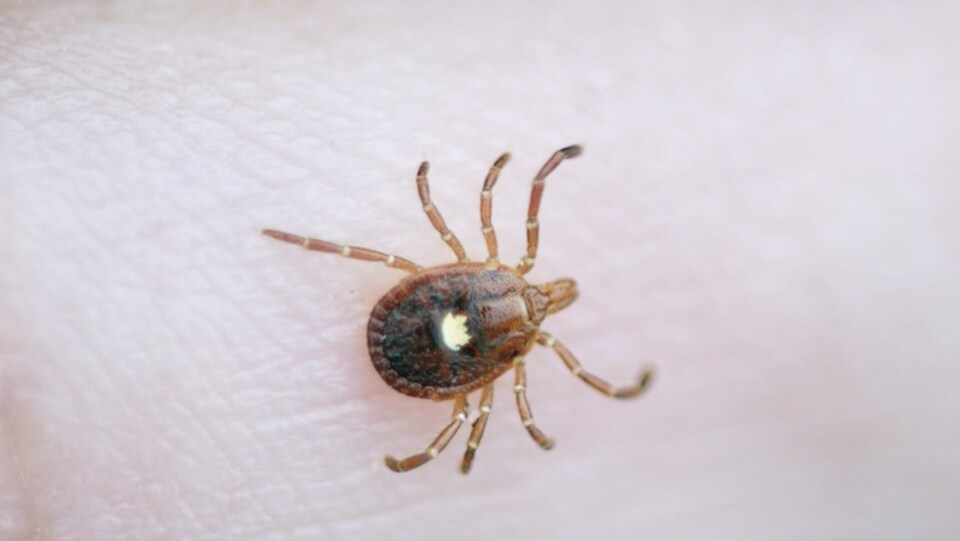 Amblyomma americanum, la tique étoilée, étend son territoire vers le nord et arrive au Canada. Sa morsure peut causer de violentes réactions allergiques... à la viande.