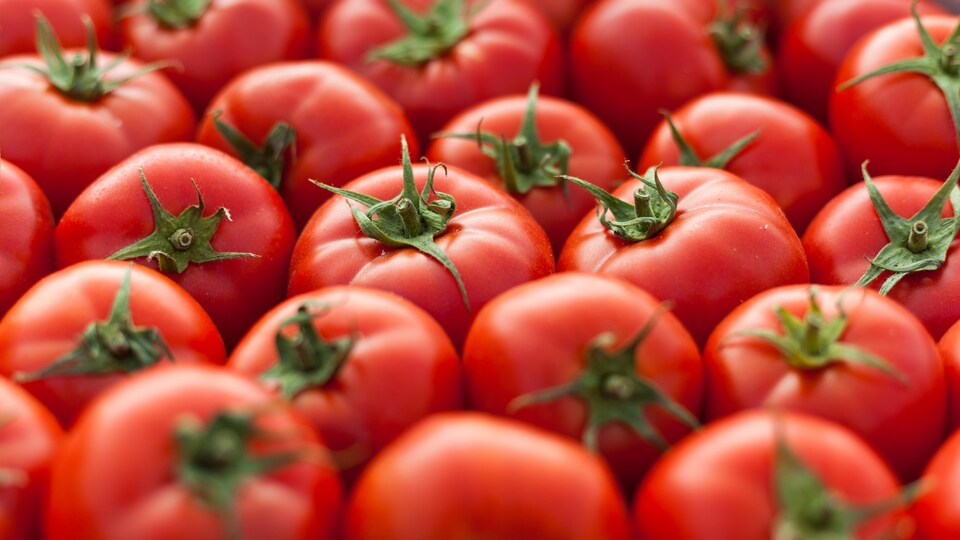 Tomates rouges et mûres 
