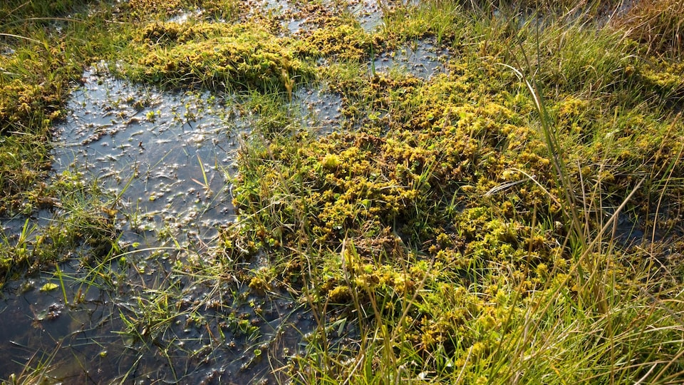 Zone de marécage du Dartmoor, au Royaume-Uni avec sphaigne (une mousse). 