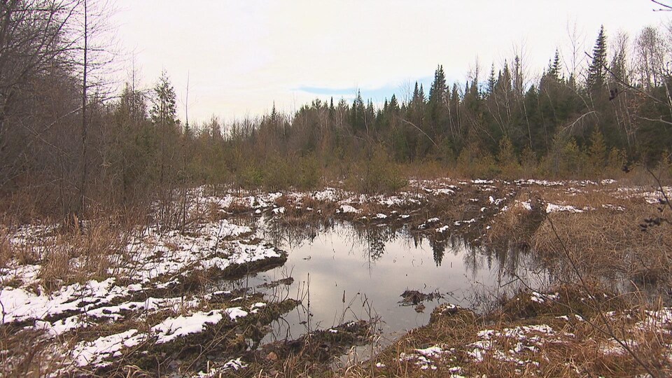 Un étang au milieu d'une forêt.