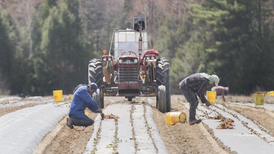 Des travailleurs agricoles plantent des fraises dans un champ du Québec.