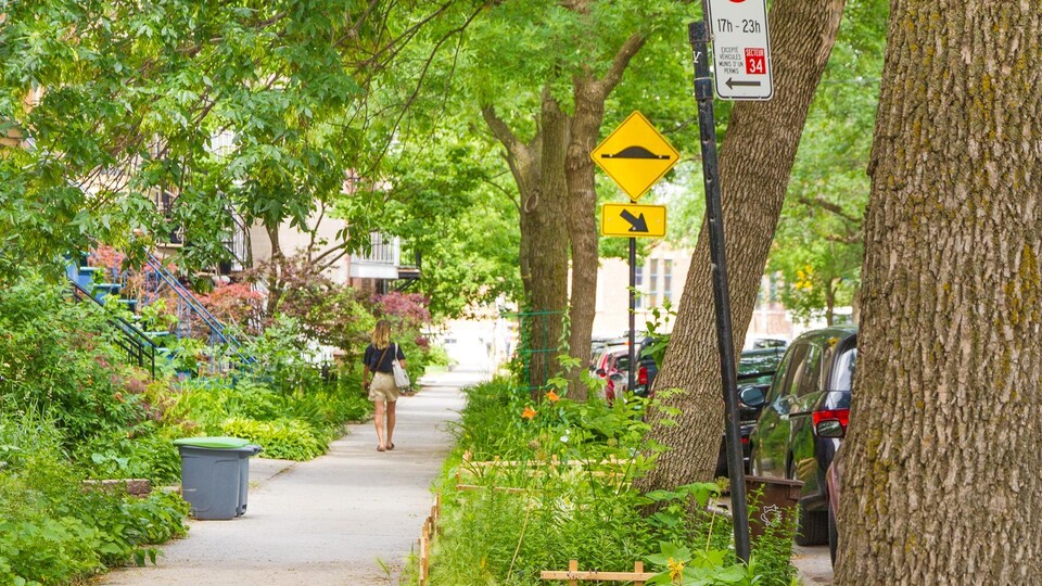 Vue d'une rue résidentielle bordée d'arbres en été avec une femme de dos qui marche au loin.