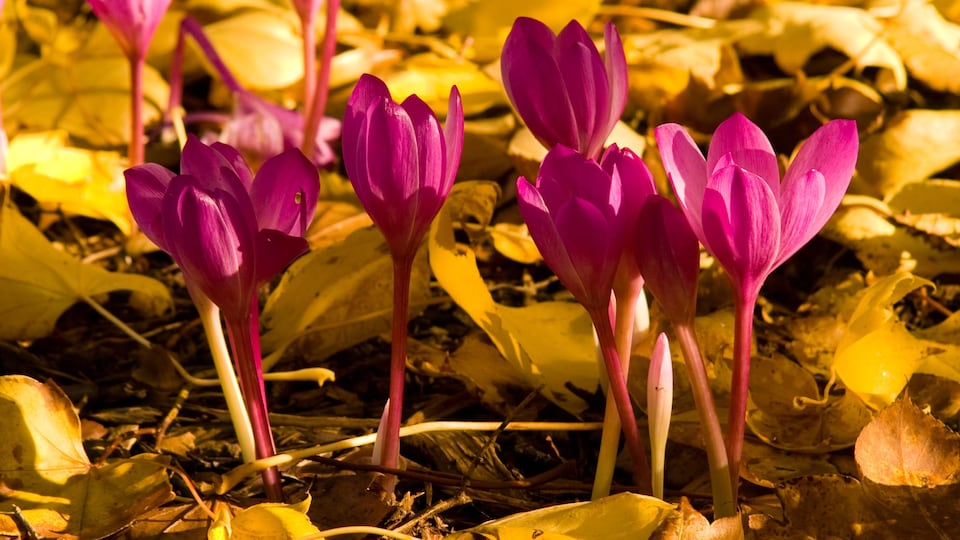 Colchicum in flower against autumn leaves on a sunny day in Scotland, UK