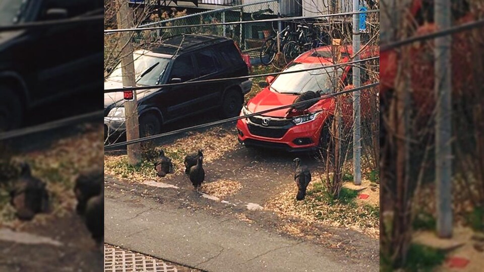 Cinq dindons dans une ruelle du quartier Rosemont–La Petite-Patrie autour d’une voiture.