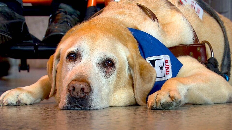 Un chien de la Fondation Mira