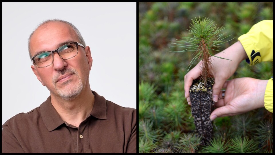Montage avec un homme qui doute et un arbre à planter