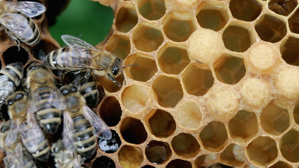 Des abeilles remplissent des alvéoles.