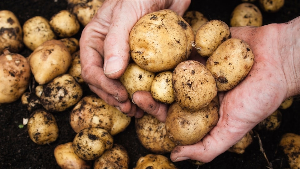 Un homme tient dans ses mains quelques pommes de terre fraîchement récoltées.