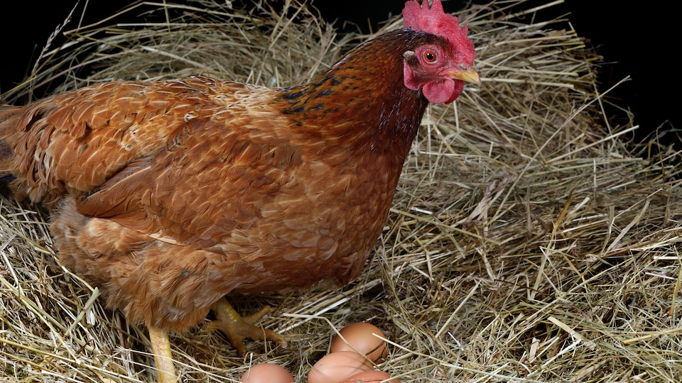 Pourquoi Ma Poule Mange Ses Oeufs La gestion de l'offre, c'est quoi au juste? | ICI Radio-Canada.ca