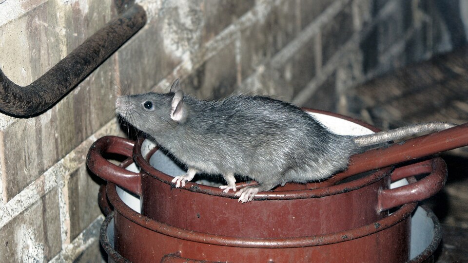 Un rat sur des casseroles.