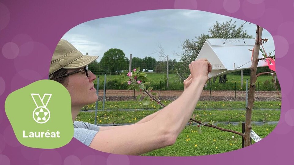Une dame installe un dispositif sur une branche d'arbre de pommier.