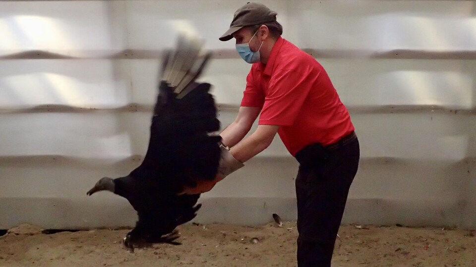 Un homme tenant un énorme oiseau aux ailes déployées dans ses mains.
