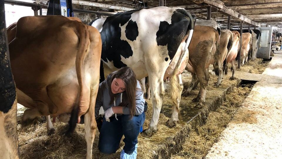 Dans une étable, une étudiante en agriculture prépare la traite des vaches.