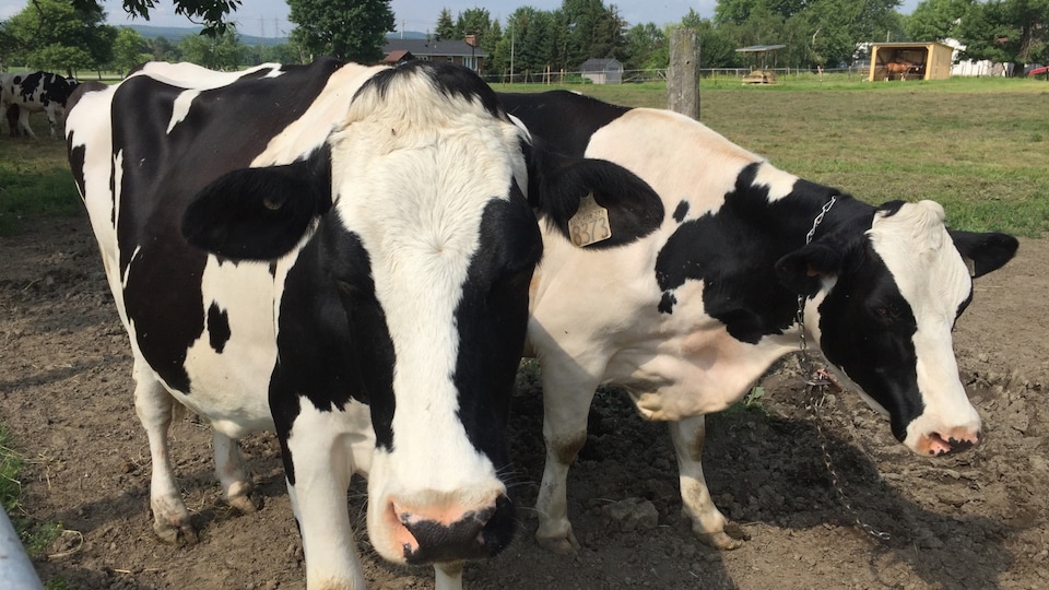 Des vaches de la ferme laitière d'André Goyer, de Mirabel.