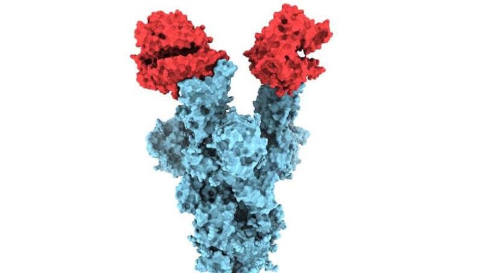 Les chercheurs de l'UBC sont parvenus à capter la première image de la mutation trouvée sur une portion de la protéine de pointe du virus SARS-CoV-2.