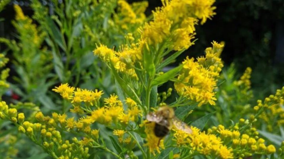 Une verge d'or aux fleurs dorées se laisse titiller par une abeille.