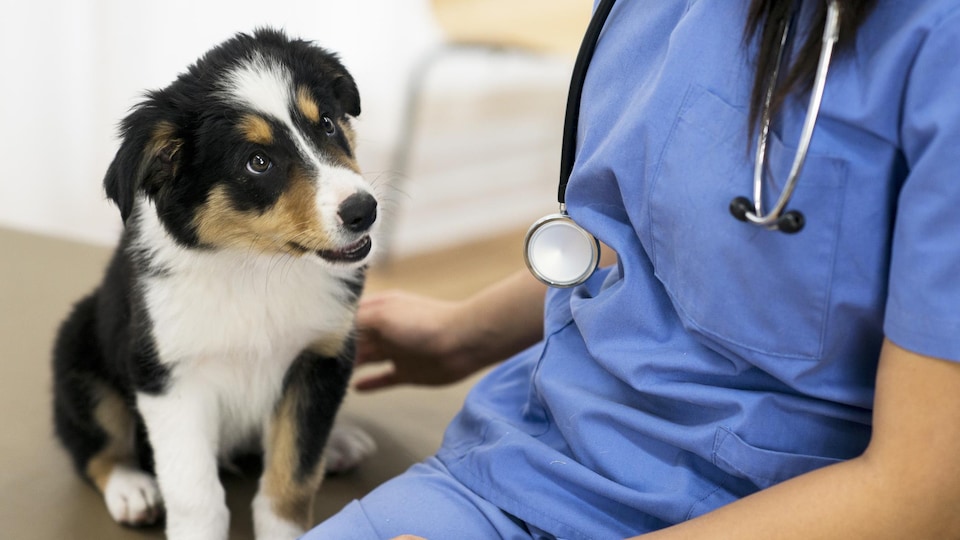 Un vétérinaire se tient près d'un chien.