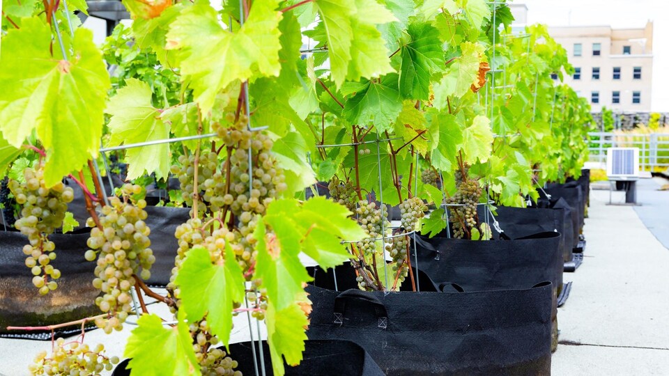 Une rangée de vignes chargées de grappes de raisins verts.