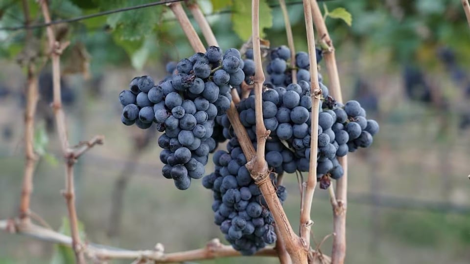 Des raisins sur une vigne. 