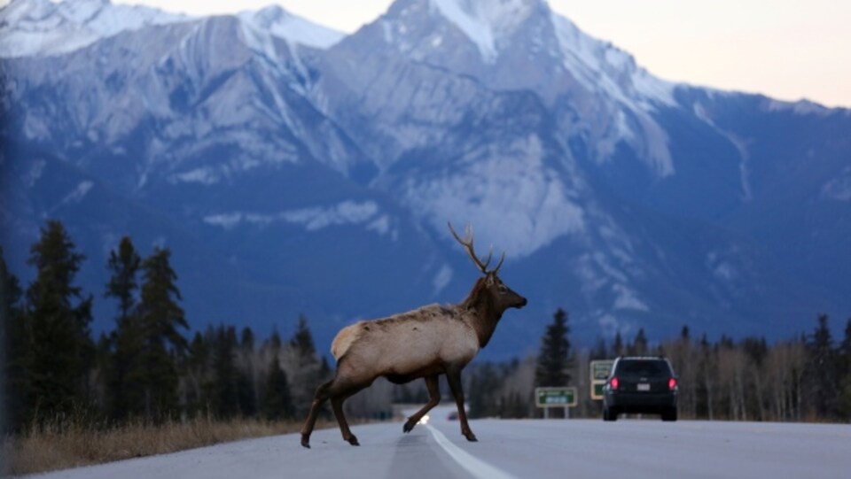 Un wapiti qui traverse l'autoroute Yellowhead qui traverse le parc national de Jasper, en Alberta