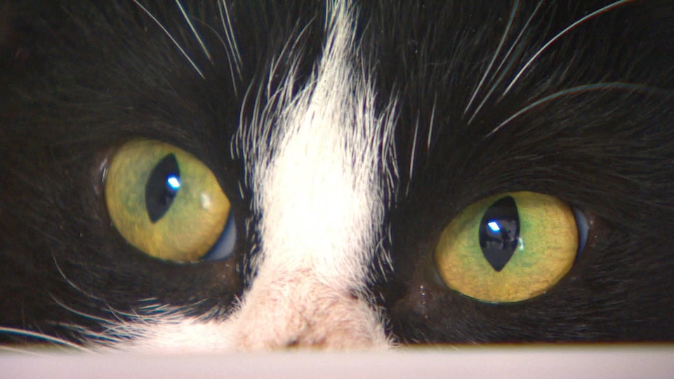 Des yeux de chat.