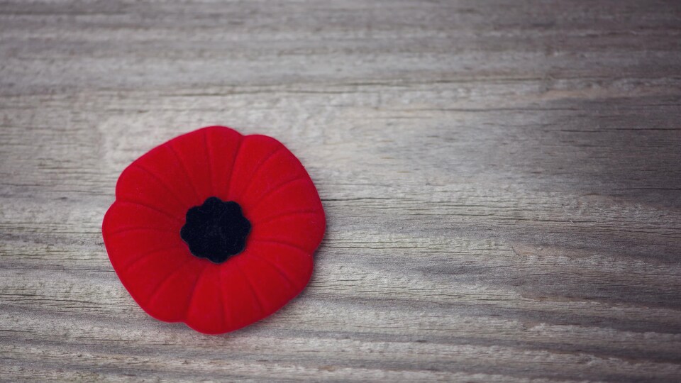 Un coquelicot sur une table.