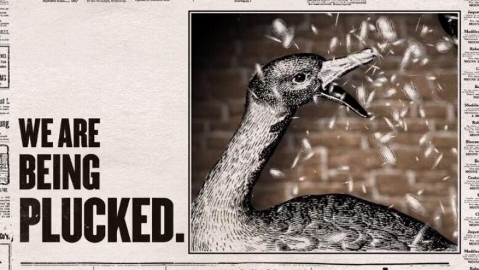 Inscription "We are being plucked' et l'image d'un canard.