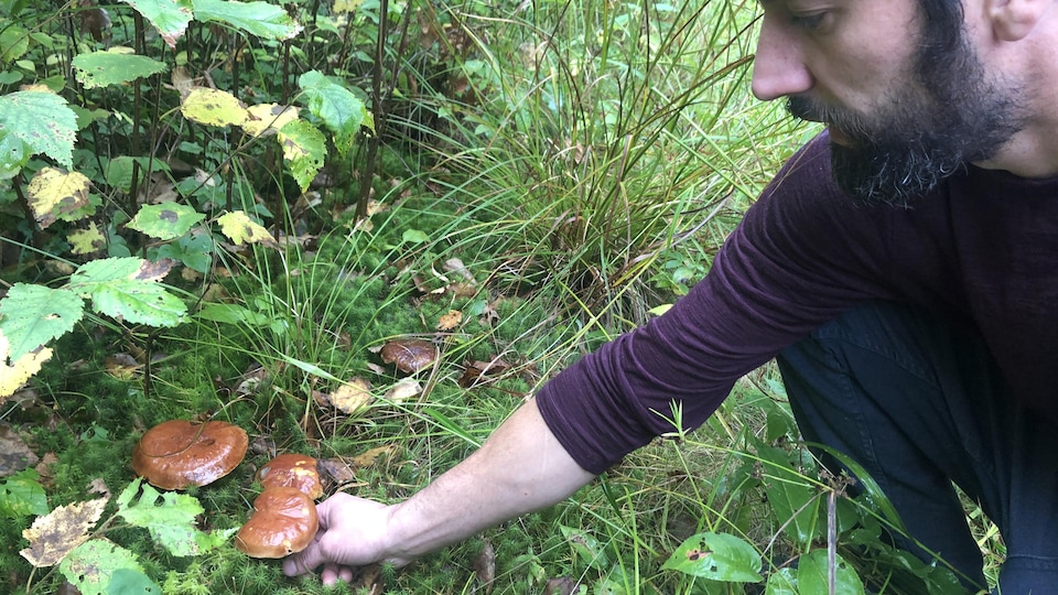 Un homme cueille un champignon sauvage dans la forêt.