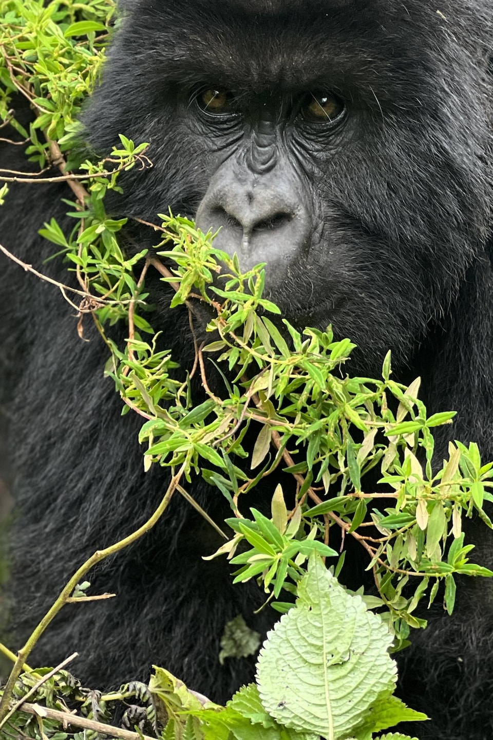 Un jeune gorille, dans son habitat naturel, face à la caméra.