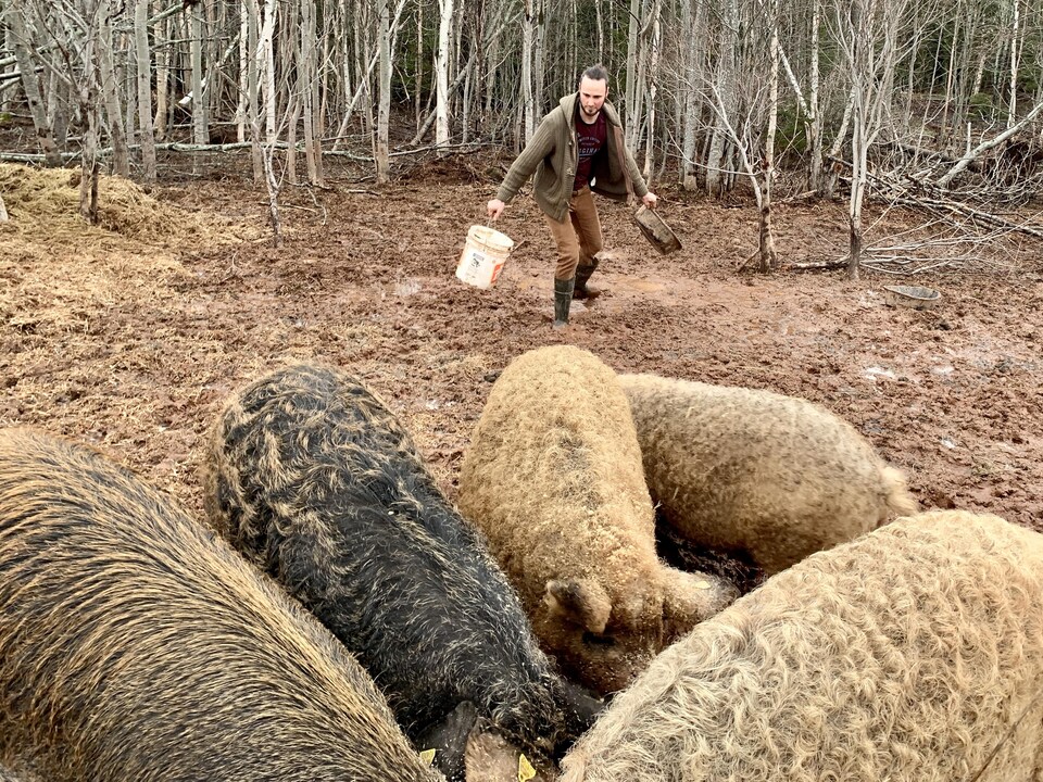 Un homme en train de nourrir des cochons.