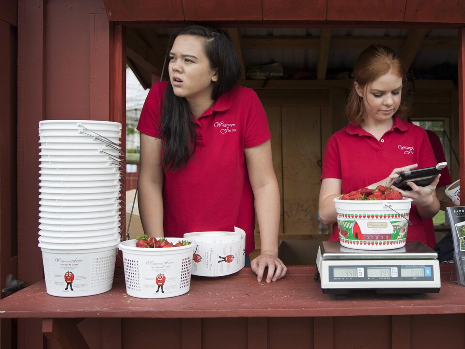 Deux étudiantes dans un kiosque vendent des fraises.