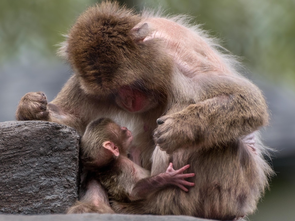 Un macaque japonais femelle regarde son bébé dans les yeux alors qu'il est blotti dans ses bras.
